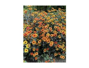 ※画像はイメージです。