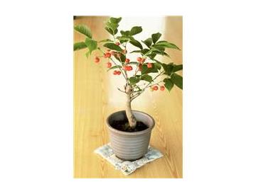 ※画像はイメージです。