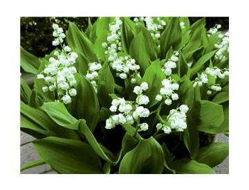 ※画像はイメージです。