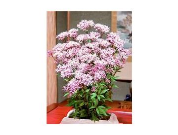 ※画像はイメージです。