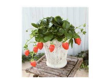 ※画像はイメージです。