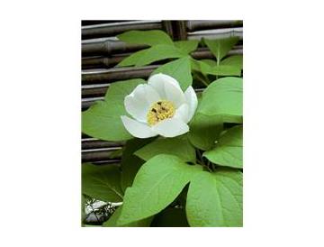 ※画像はイメージです。