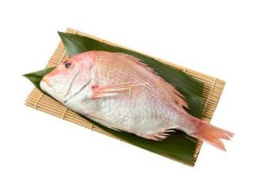 盛皿：幅約24ｃｍ