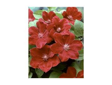 ※画像はイメージです。