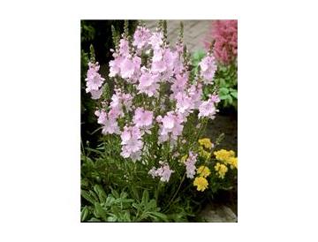 ※画像はイメージです。