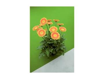 ※画像はイメージです。