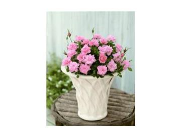 ※画像はイメージです。