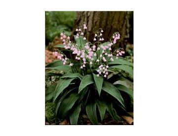 ※画像はイメージです。