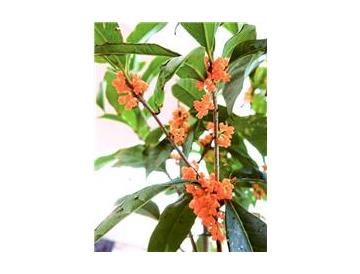 ※画像はイメージです。