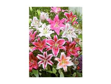 ※画像はイメージです。