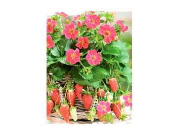 ※画像はイメージです。