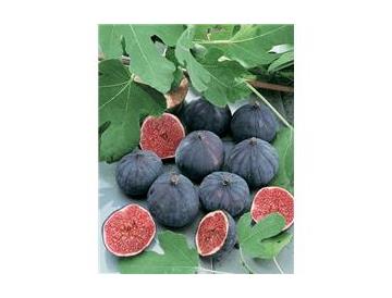 ※画像はイメージです。