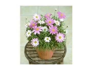 ※画像はイメージです。