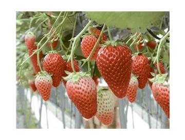 ※画像はイメージです。