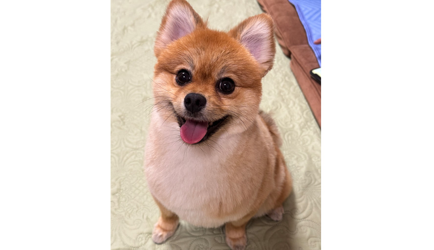 写真：組合員さん自慢のペット