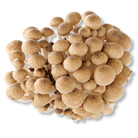 ぶなしめじ
１７０ｇ