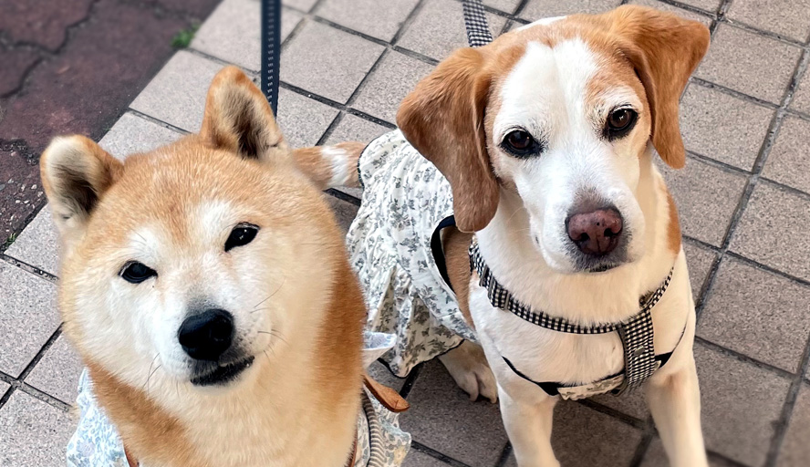 写真:組合員さん自慢のペット