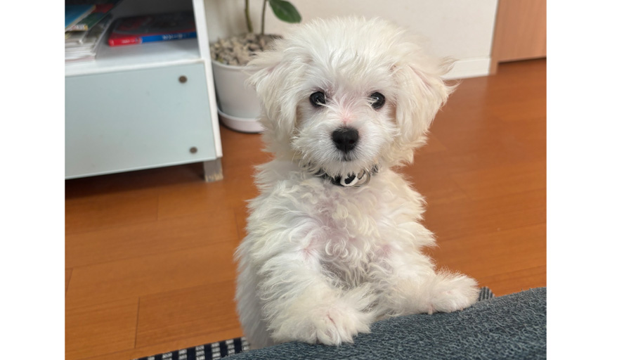 写真：組合員さん自慢のペット