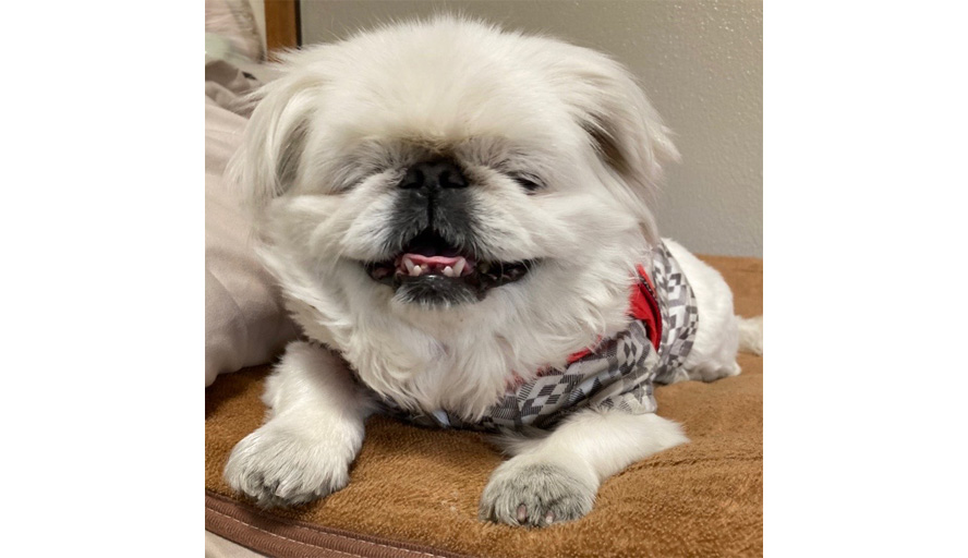 写真：組合員さん自慢のペット